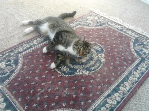 Lost cat in Indianapolis, IN, 46239
