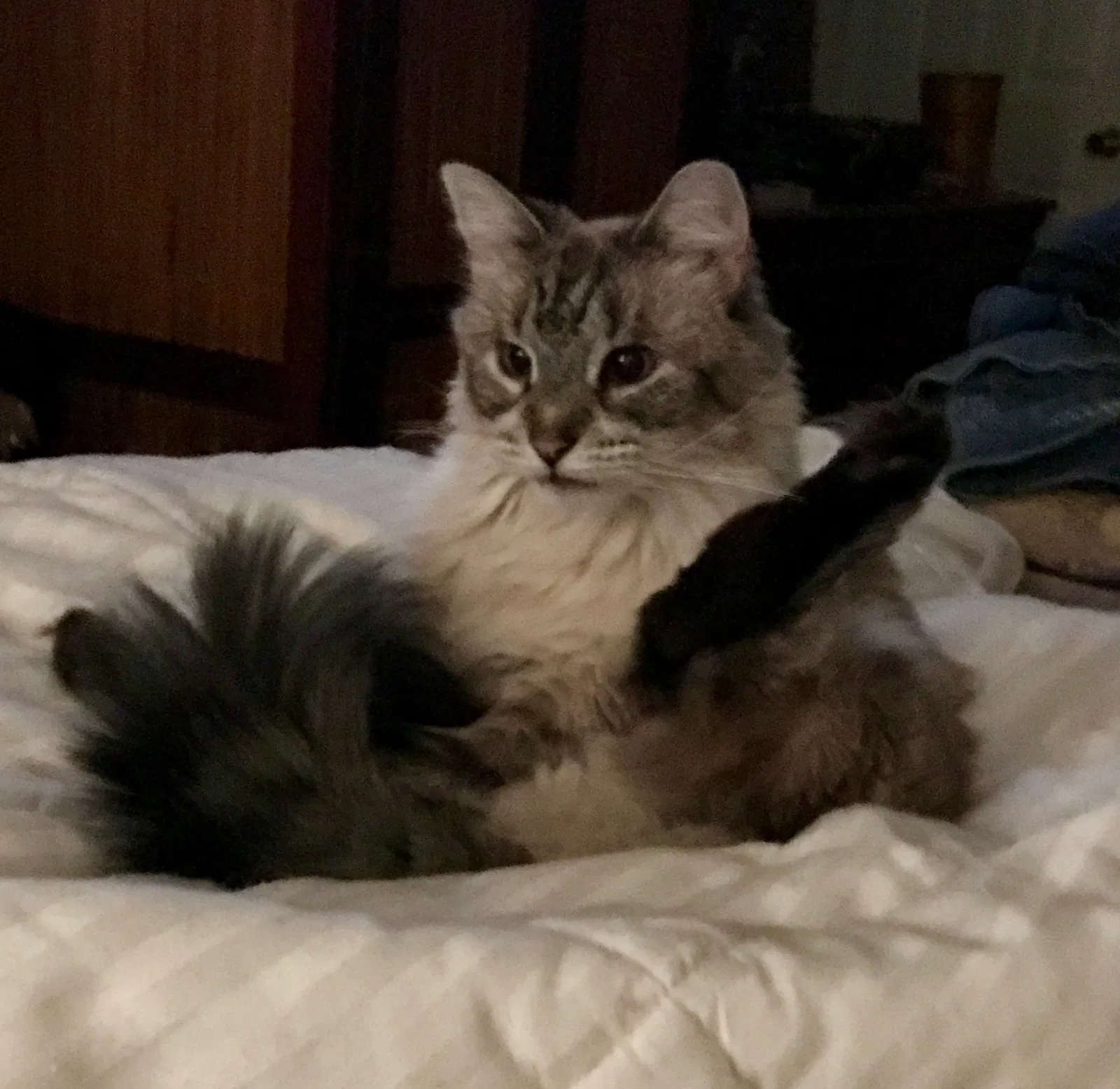 Lost cat in Scarsdale, NY, 10583