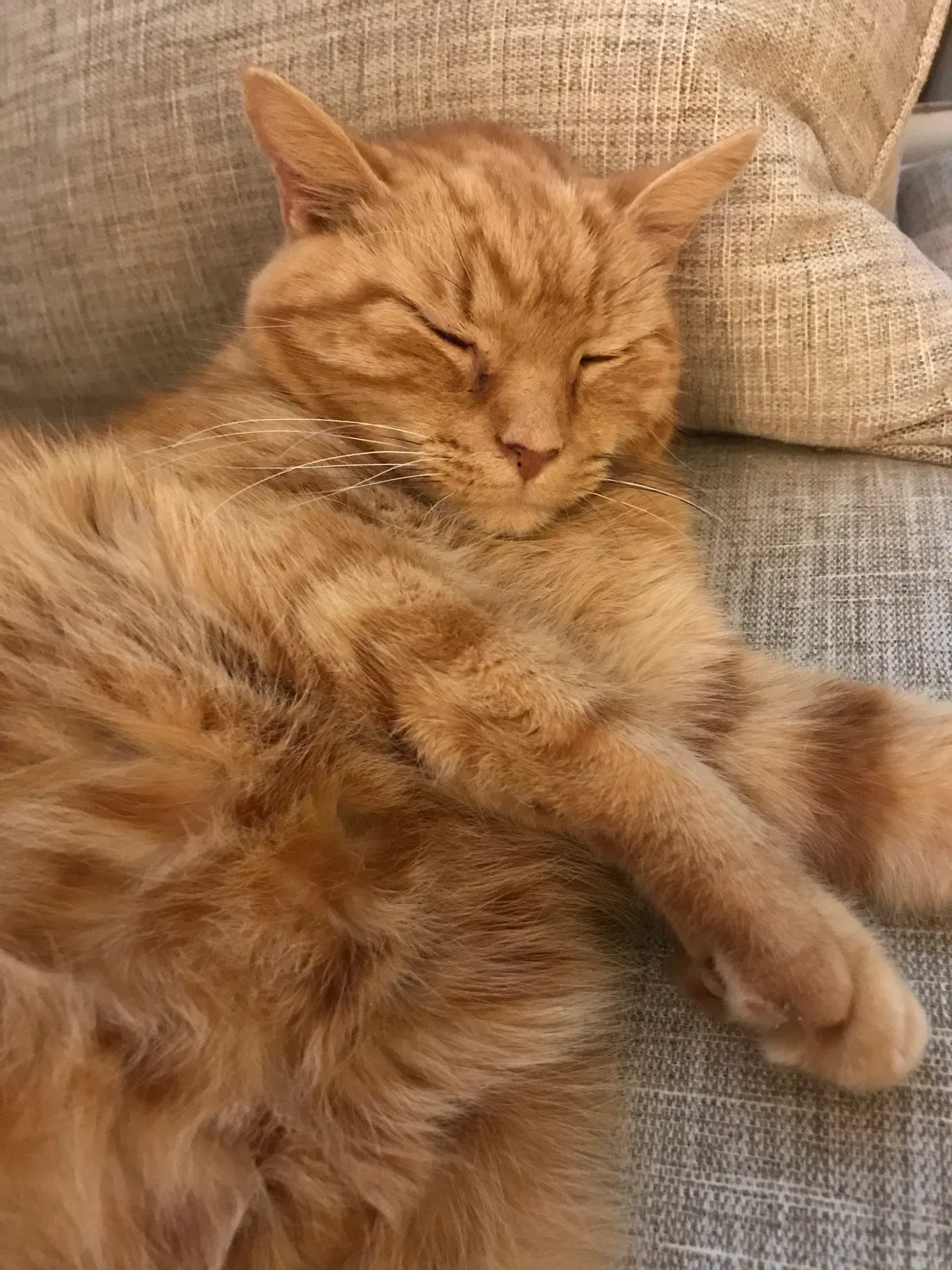 Lost cat in Ooltewah, TN, 37363