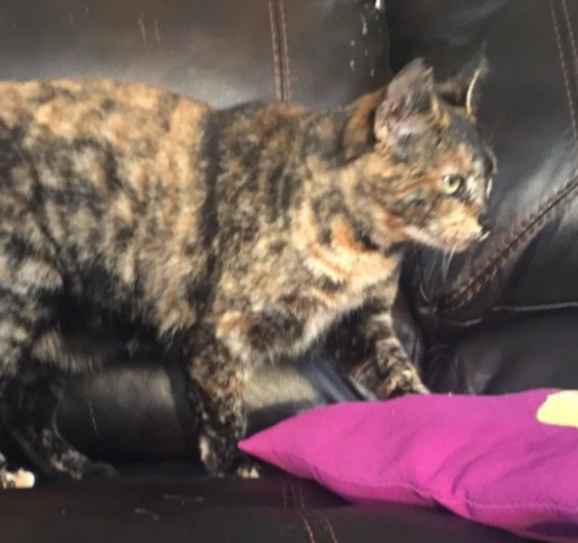 Lost cat in Bluff City, TN, 37618