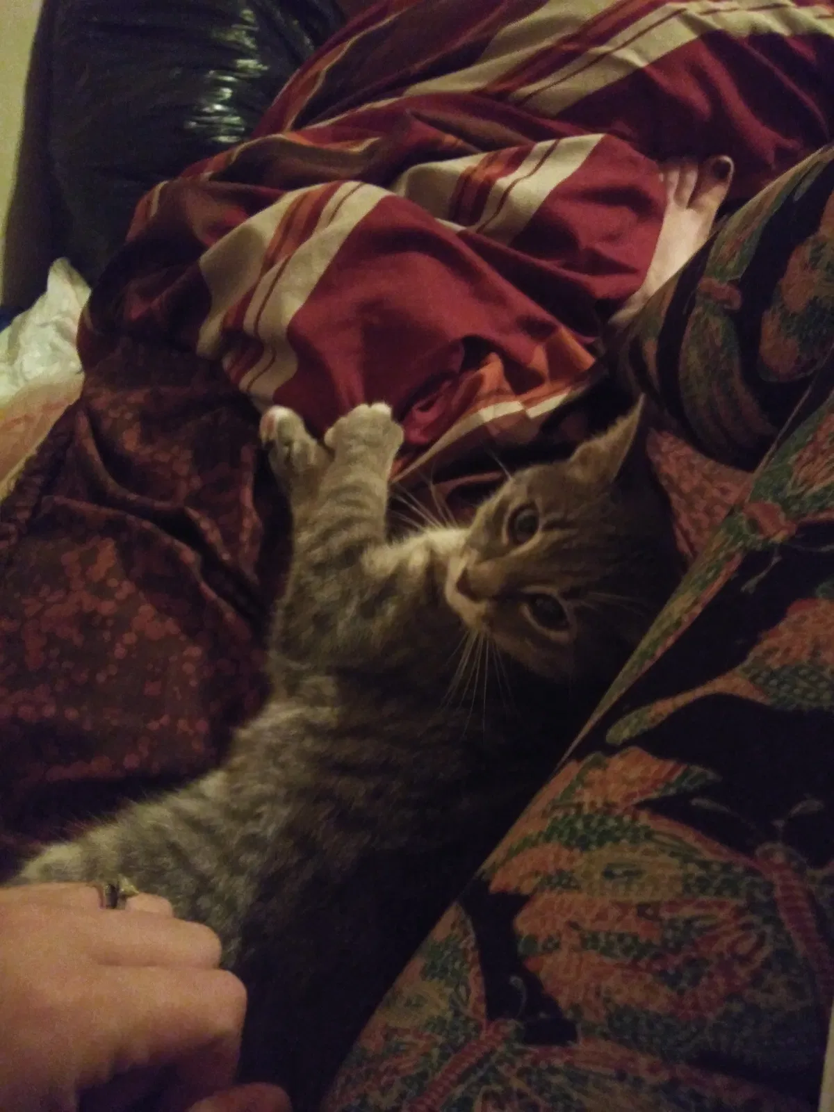 Lost cat in Trenton, MI, 48183