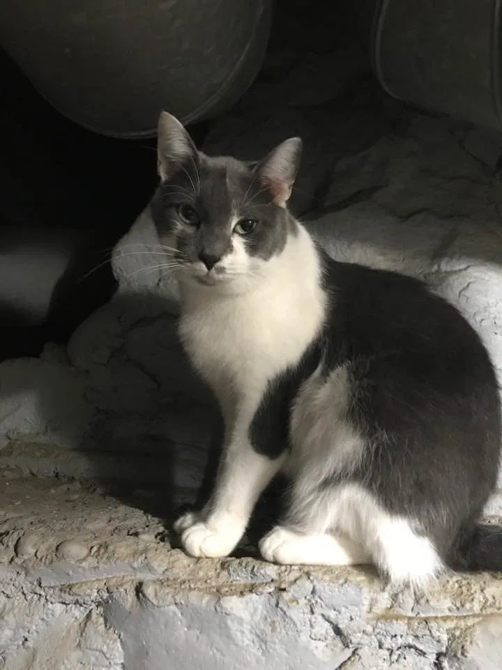 Lost cat in Galesburg, MI, 49053