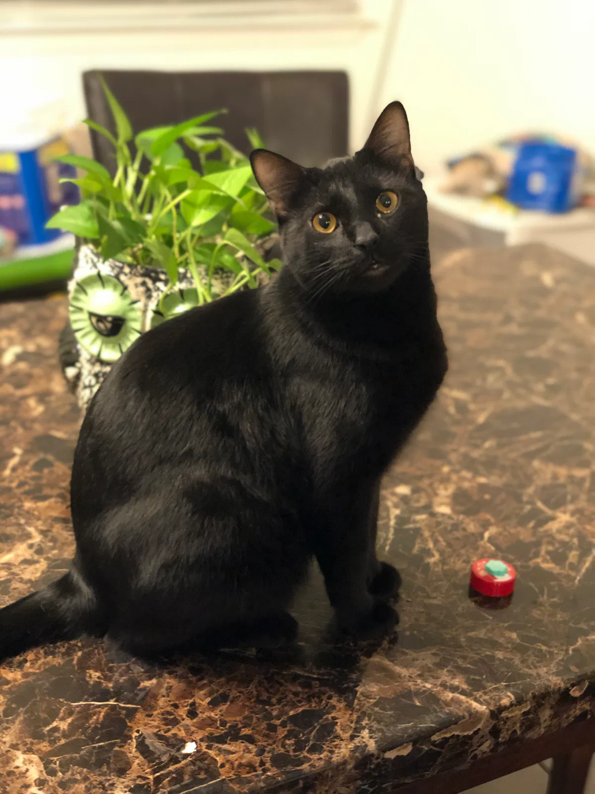 Lost cat in Plano, TX, 75023