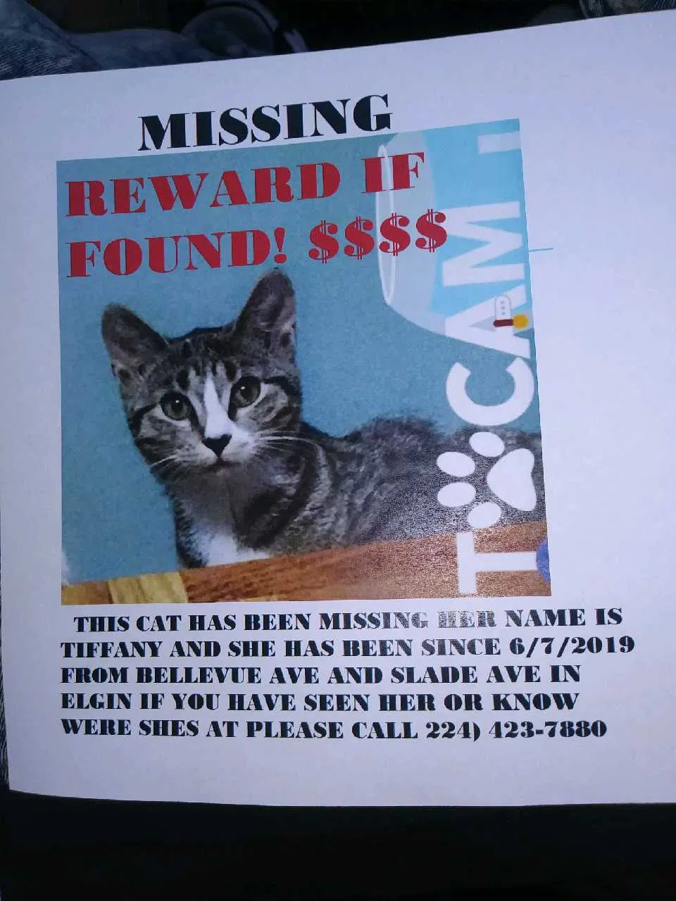Lost cat in Elgin, IL, 60120
