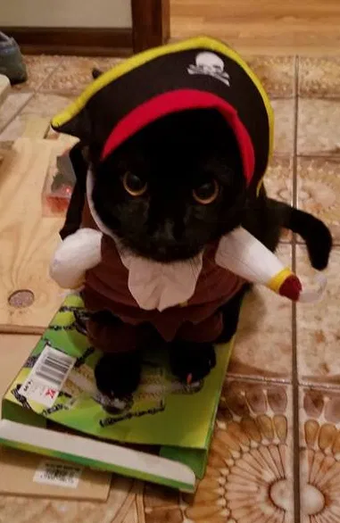 Lost cat in Lenexa, KS, 66215