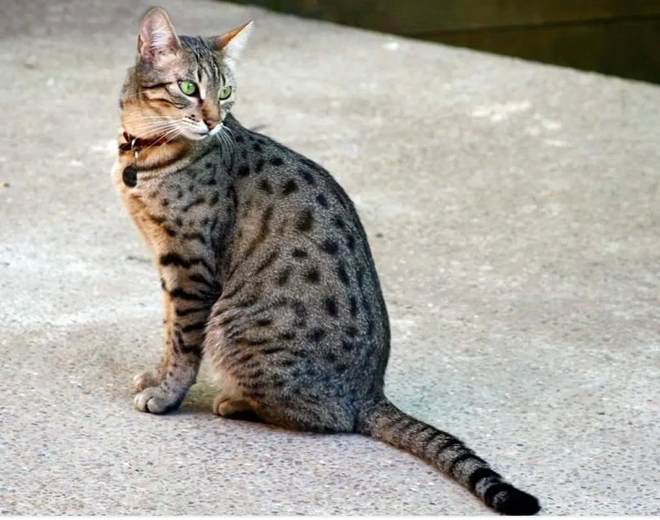 Lost cat in Louisville, KY, 40272