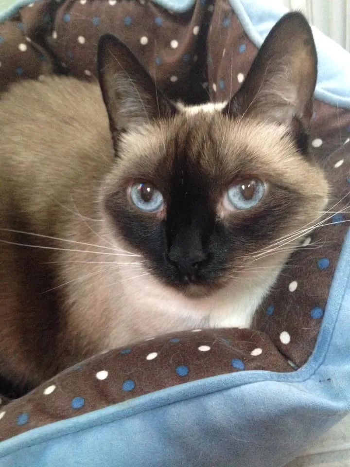 Lost cat in Ormond Beach, FL, 32174