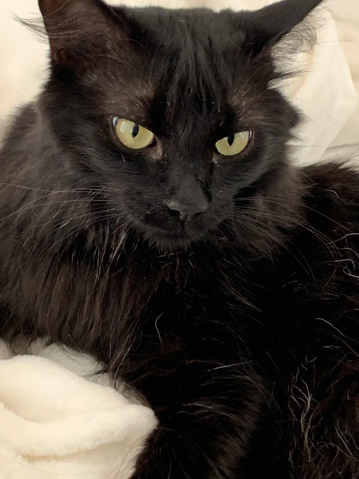 Lost cat in Unknown, SC, 29486