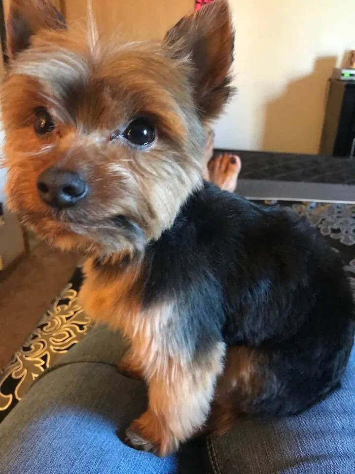 Lost dog in Milwaukee, WI, 53218