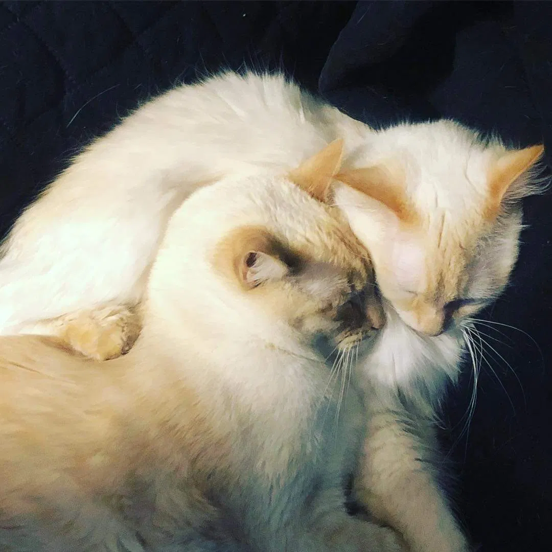 Lost cat in Medford, OR, 97501