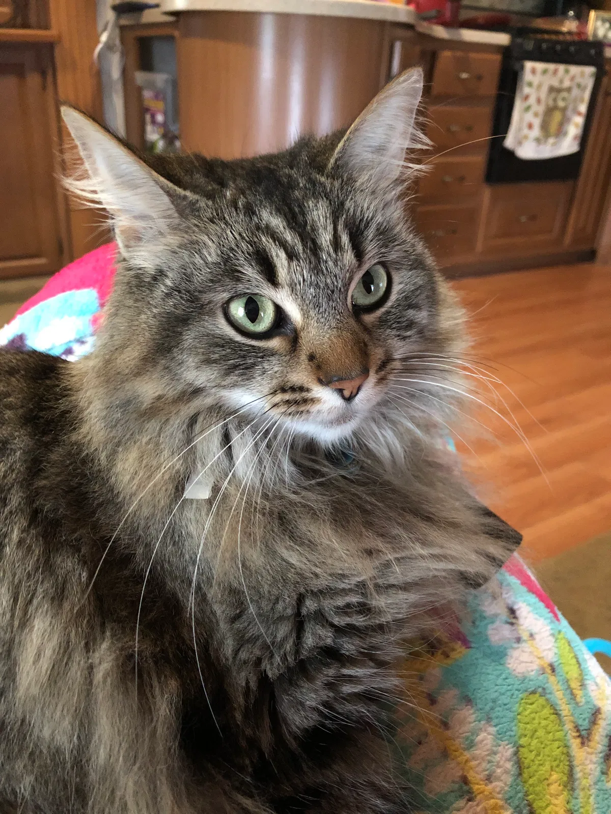 Lost cat in La Vergne, TN, 37086