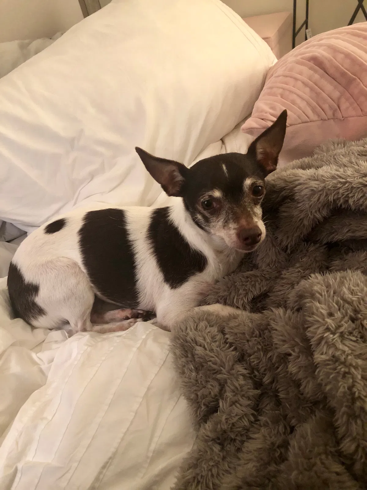 Lost dog in Nashville, TN, 37205