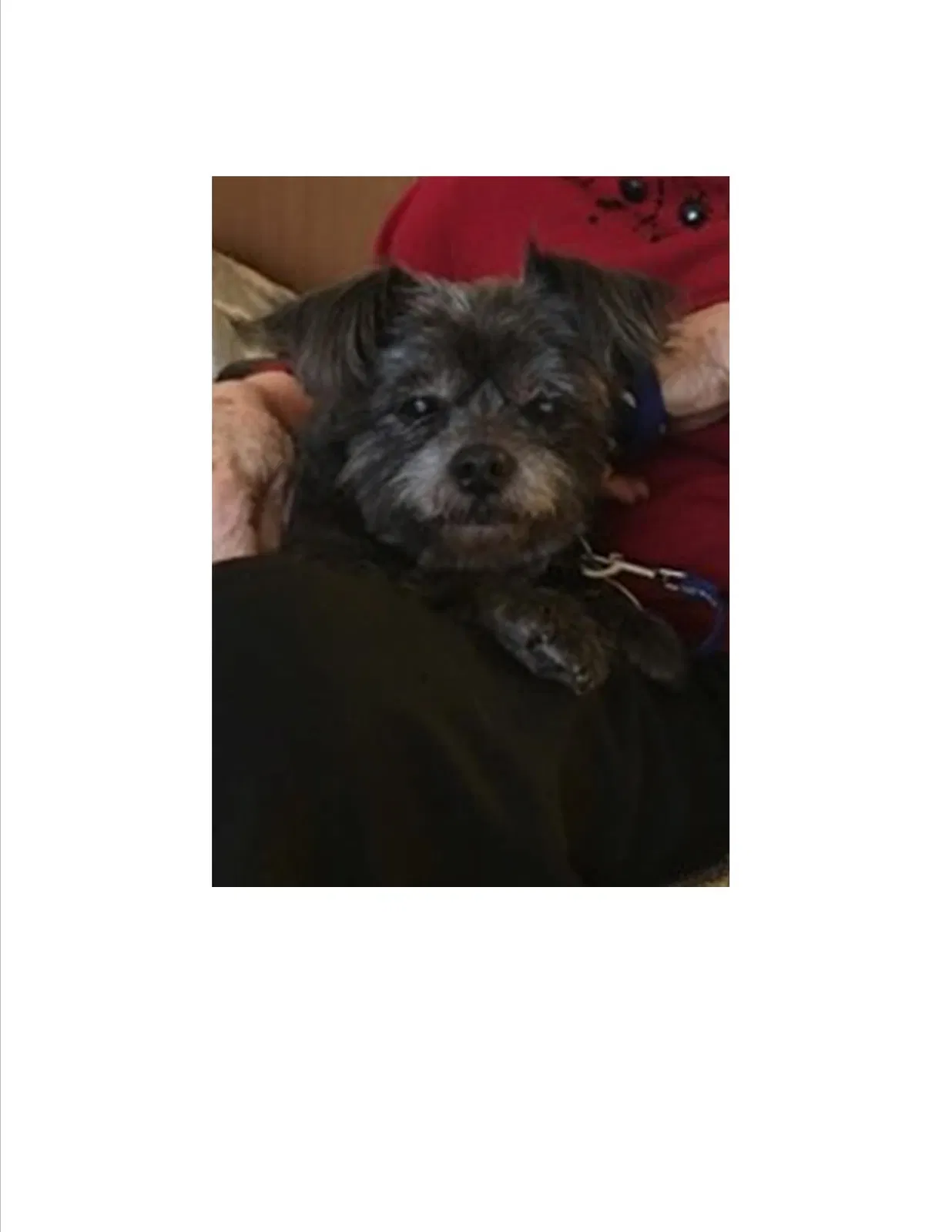 Lost dog in Baker, FL, 32531