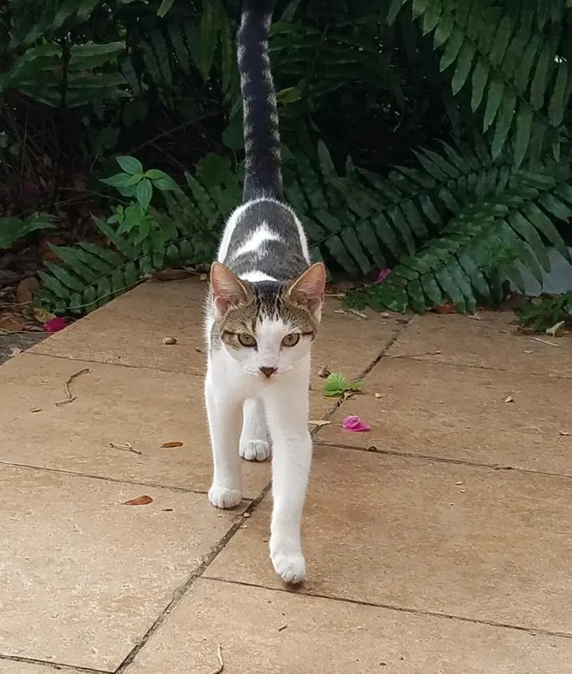 Lost cat in Indiantown, FL, 34956