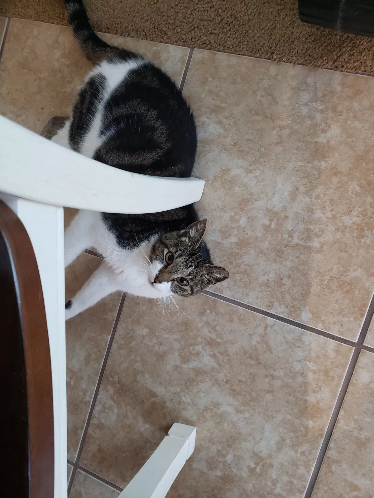 Lost cat in Carolina Beach, NC, 28428