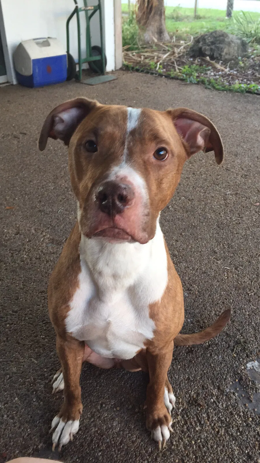 Lost dog in Trenton, FL, 32693