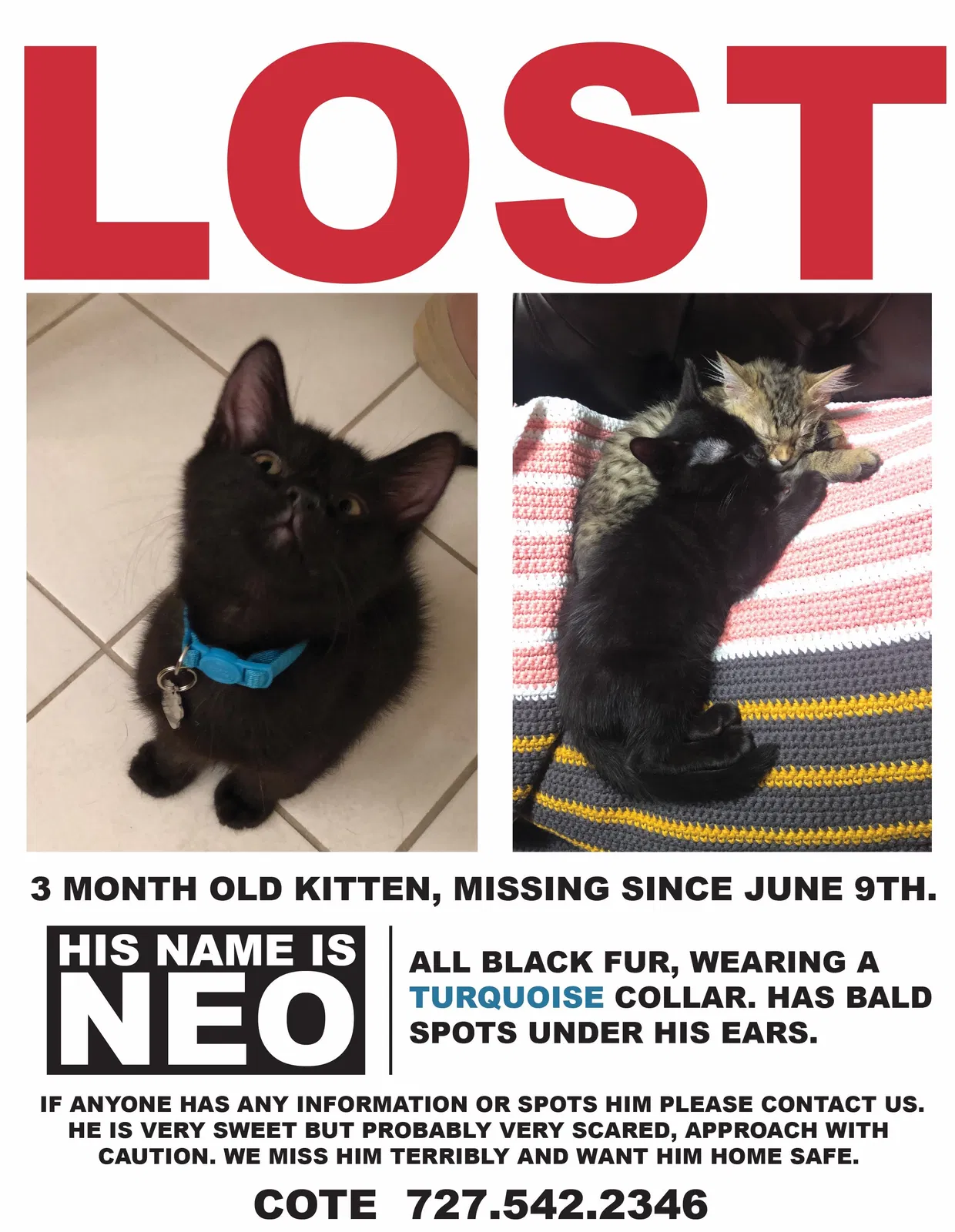 Lost cat in Palm Harbor, FL, 34684