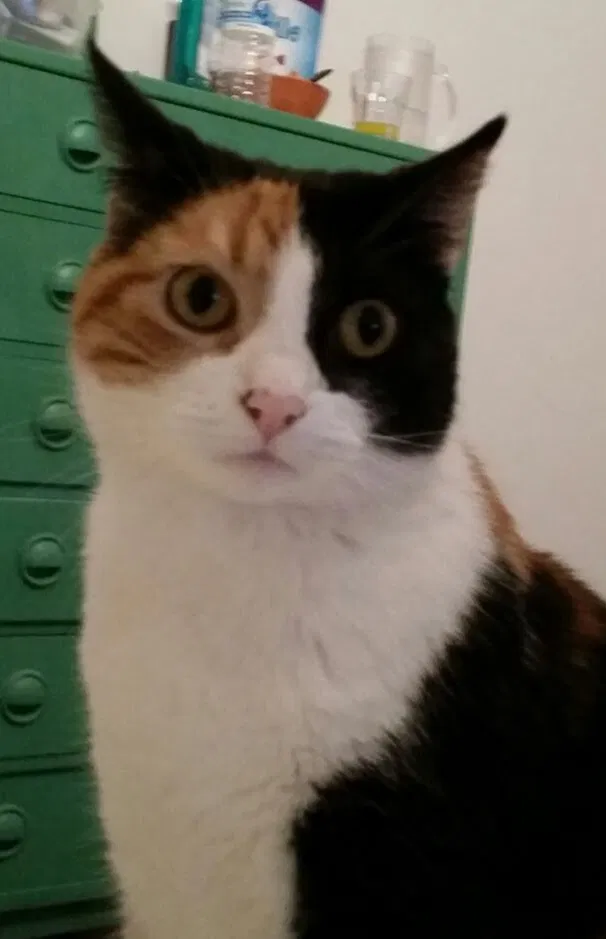 Lost cat in San Francisco, CA, 94121