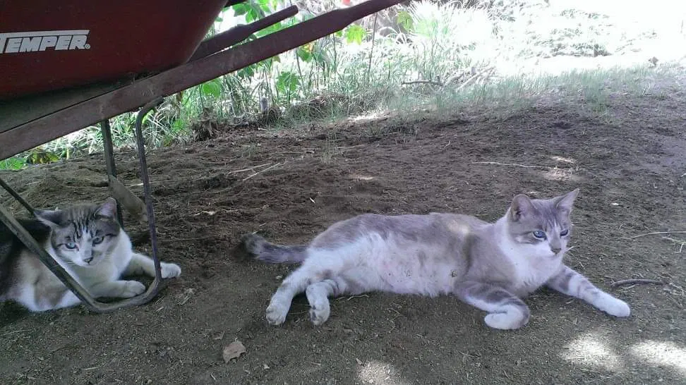 Lost cat in Fullerton, CA, 92835