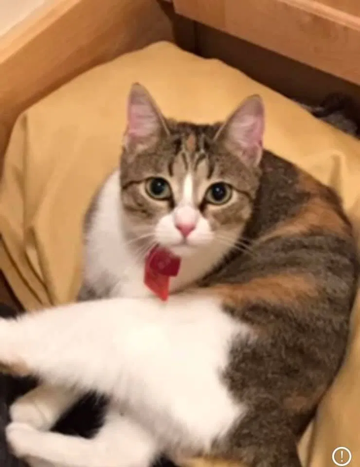 Lost cat in Greenville, IN, 47124