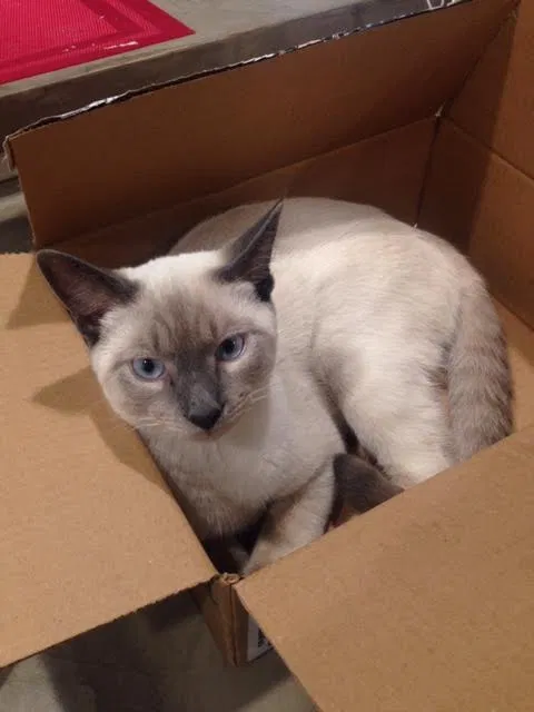 Lost cat in Madison, AL, 35758