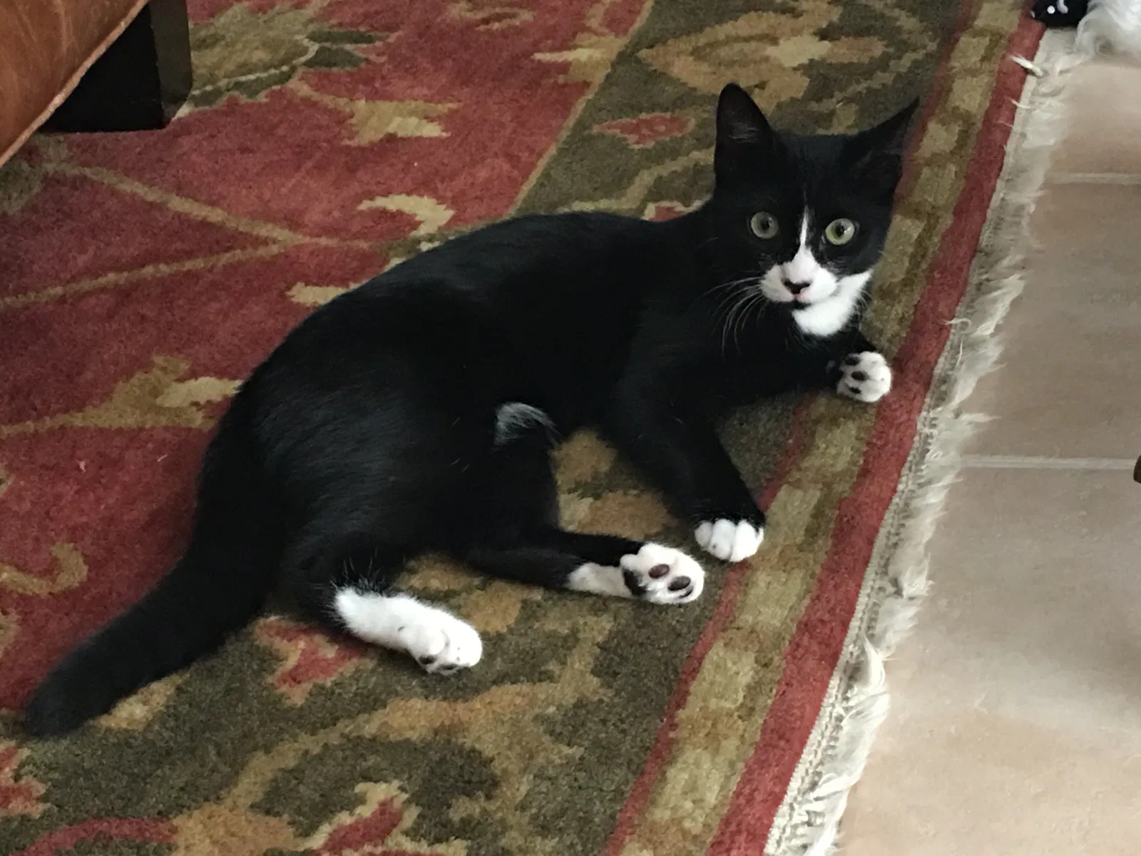 Lost cat in Miami, FL, 33185