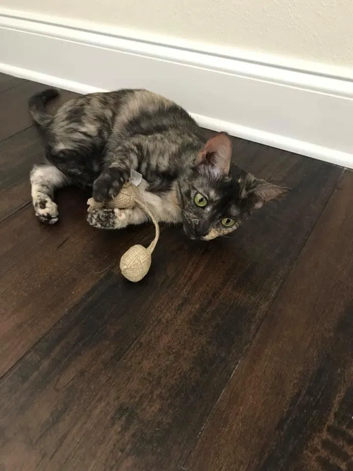 Lost cat in Robert, LA, 70455