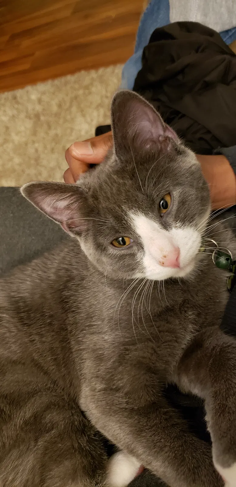 Lost cat in Elmira, NY, 14904