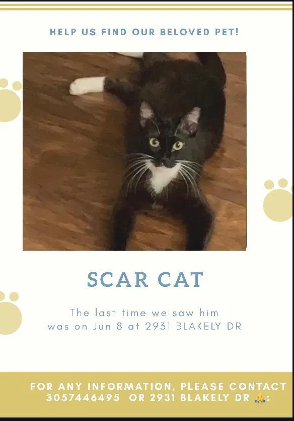 Lost cat in Orlando, FL, 32835