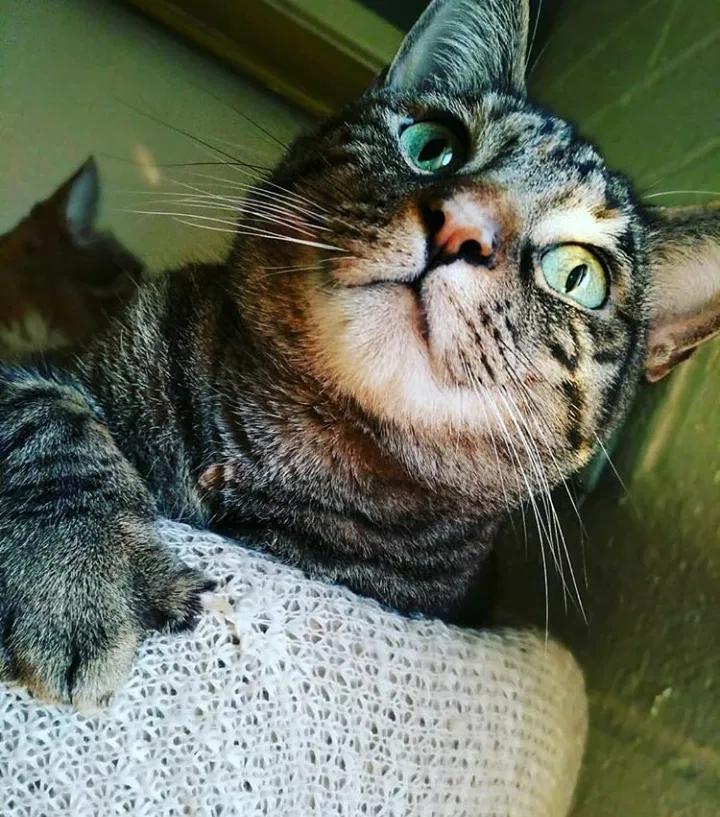 Lost cat in Tucson, AZ, 85712