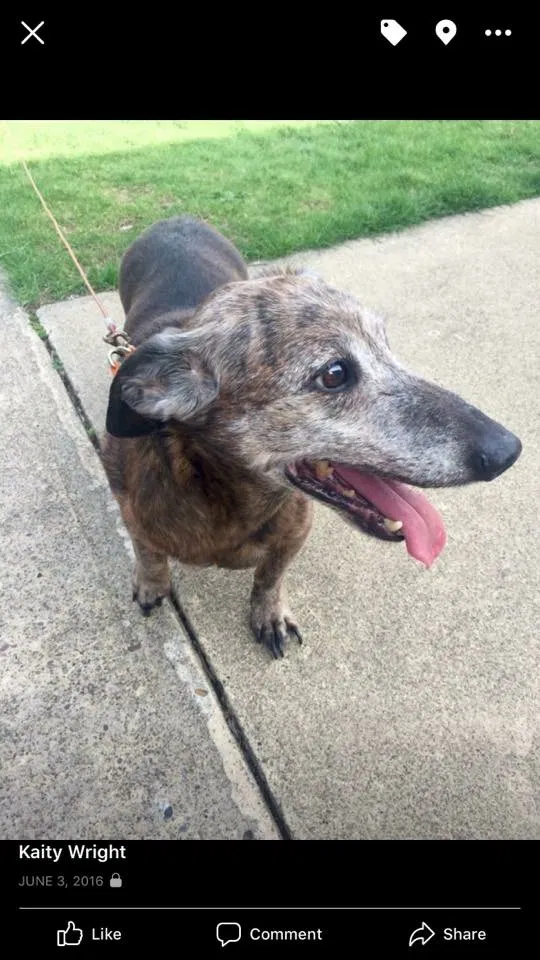 Lost dog in Westerville, OH, 43081