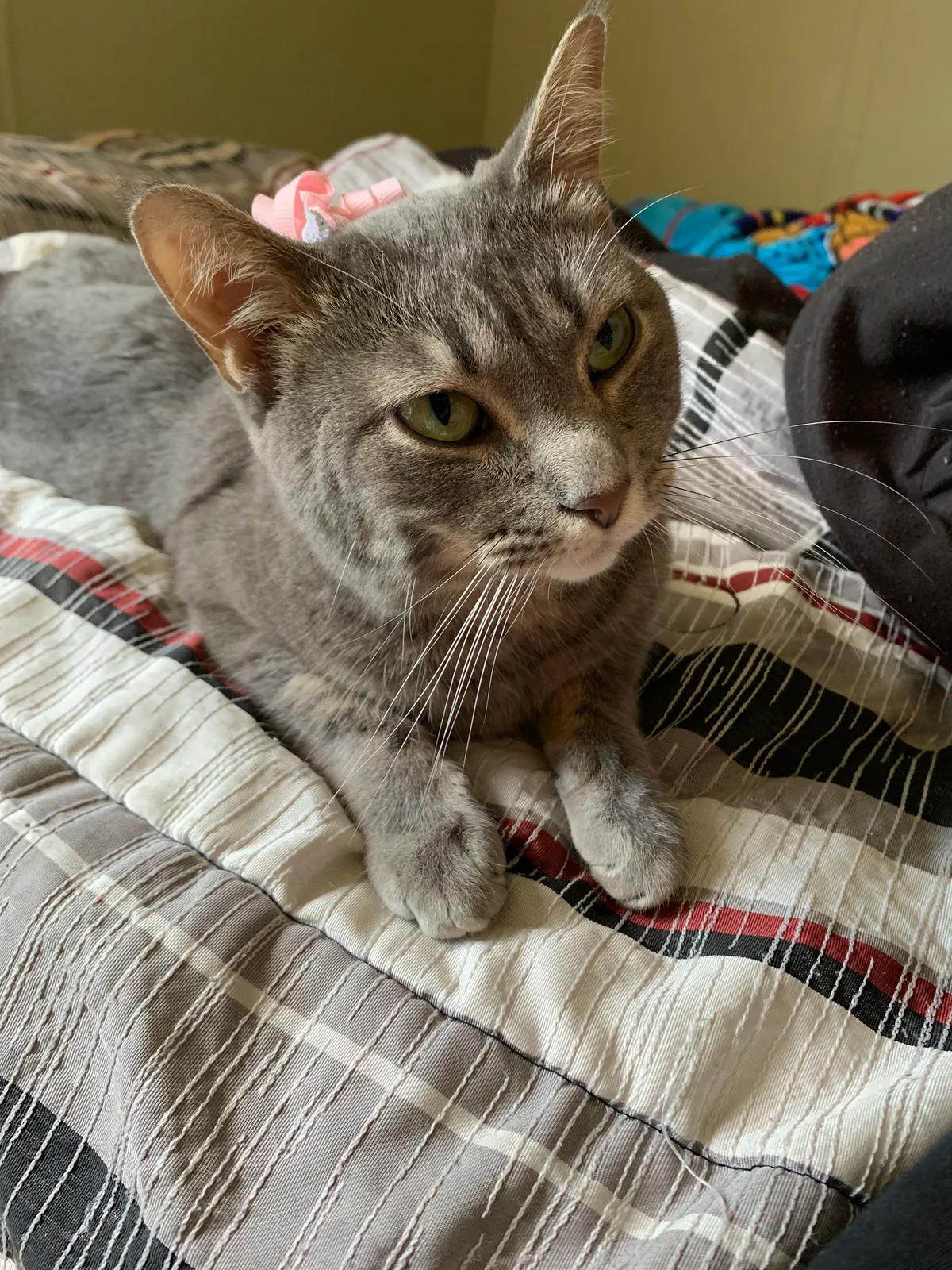 Lost cat in Machesney Park, IL, 61115