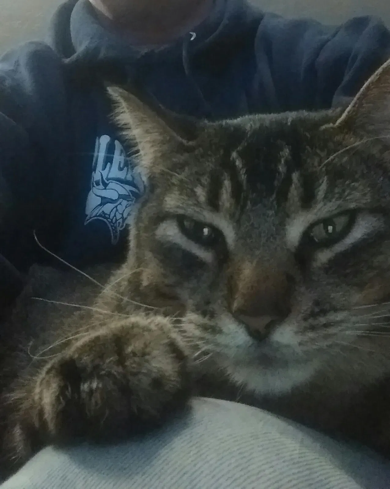 Lost cat in Sioux City, IA, 51103