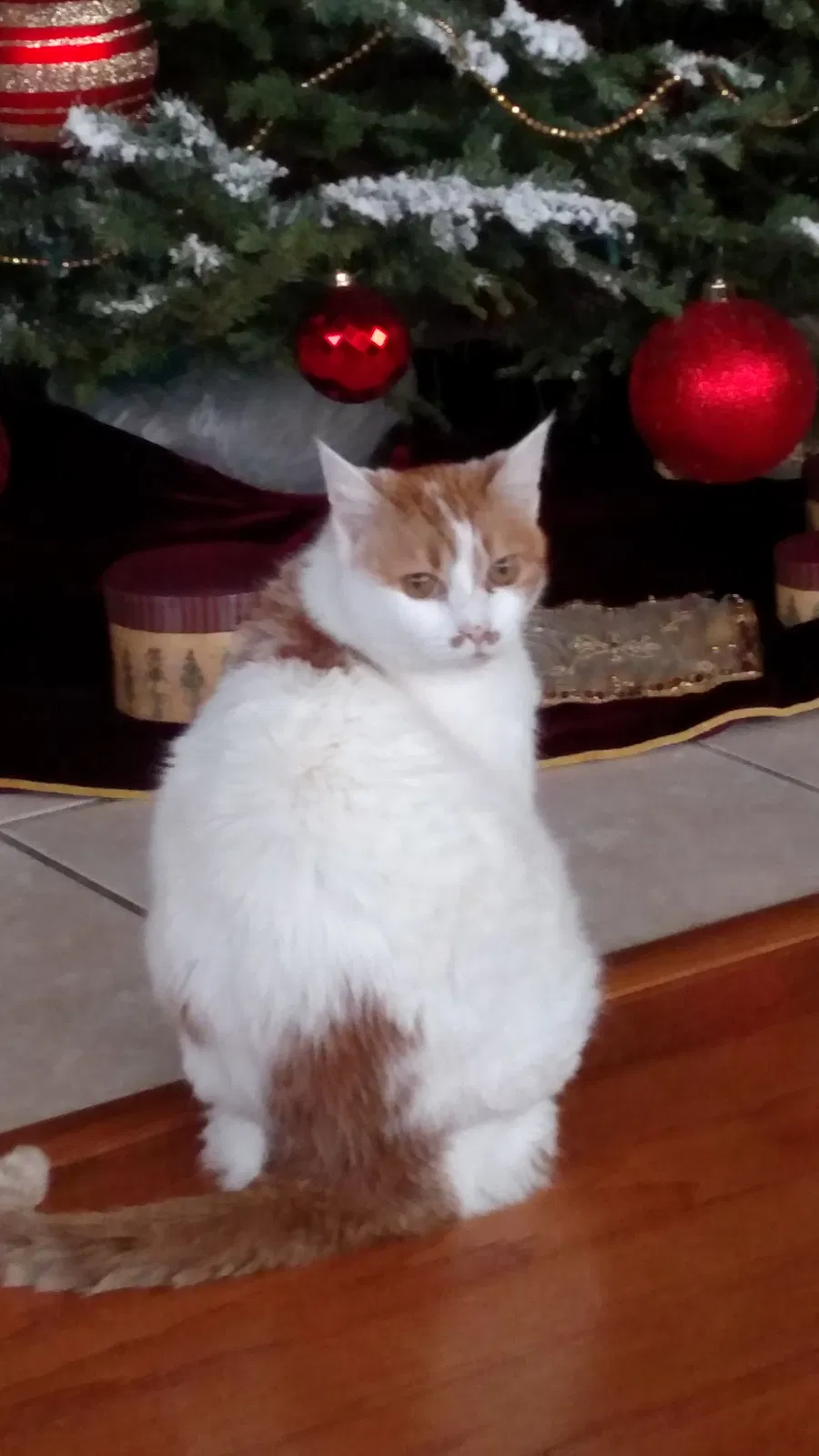 Lost cat in Temecula, CA, 92592