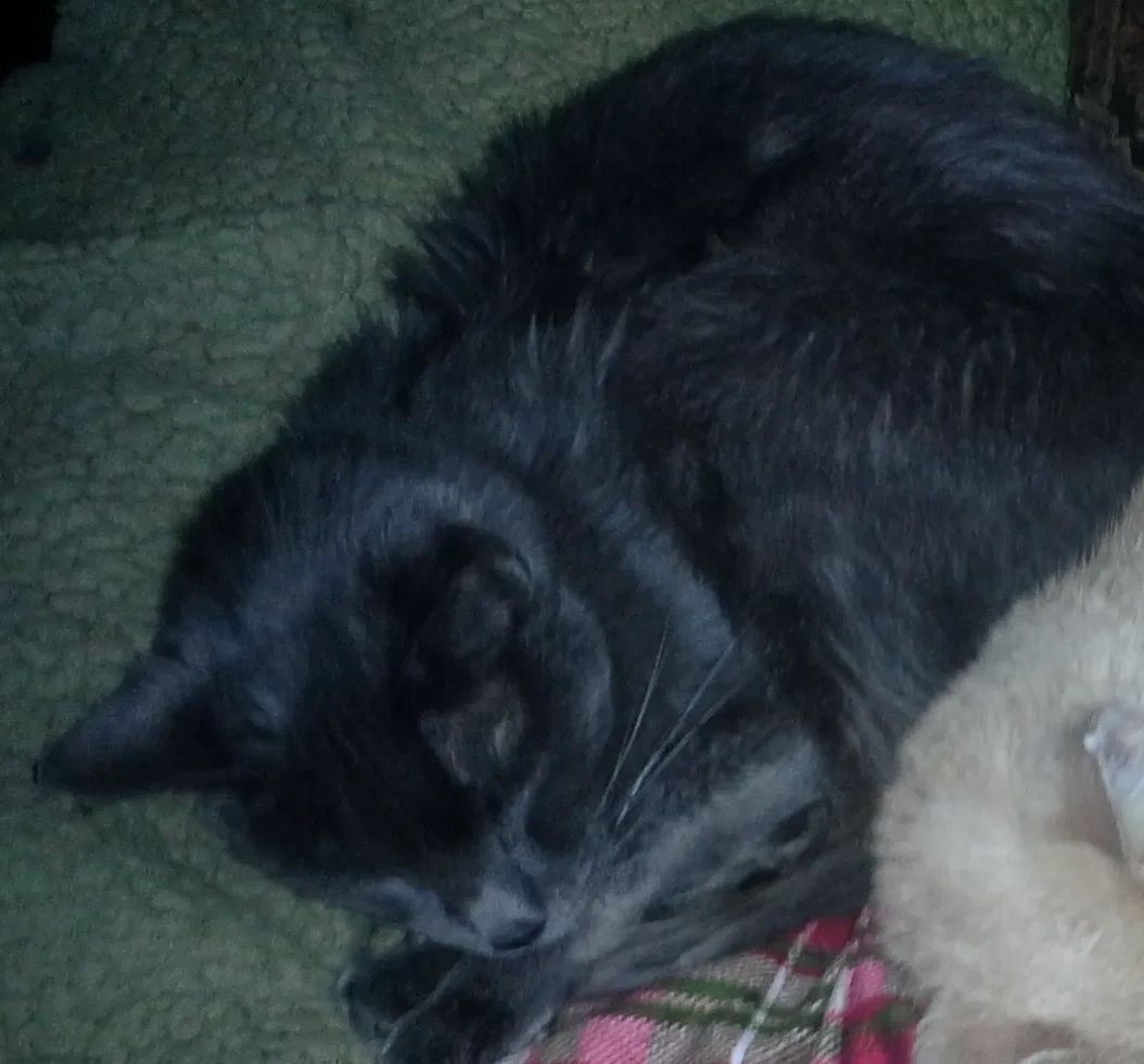 Lost cat in Aubrey, TX, 76227