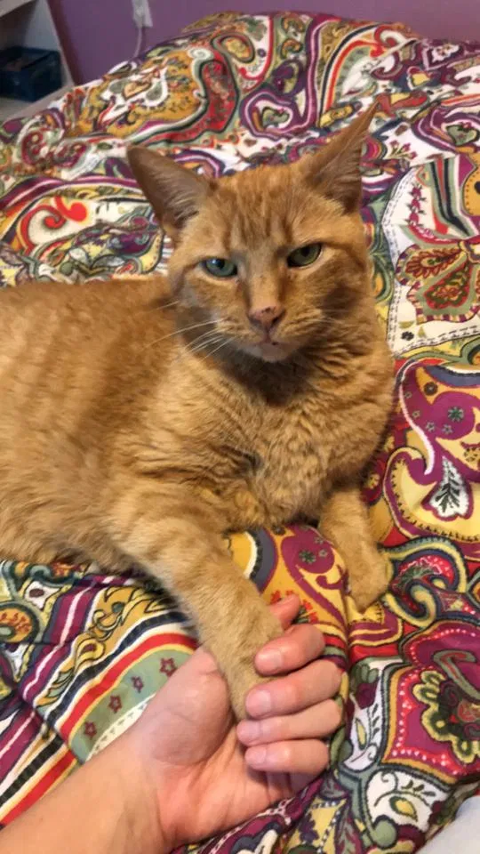 Lost cat in Holland, MI, 49424