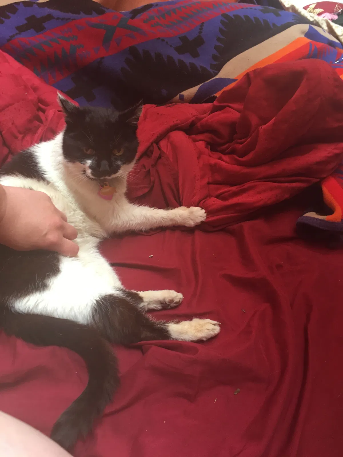Lost cat in Santa Cruz, CA, 95060