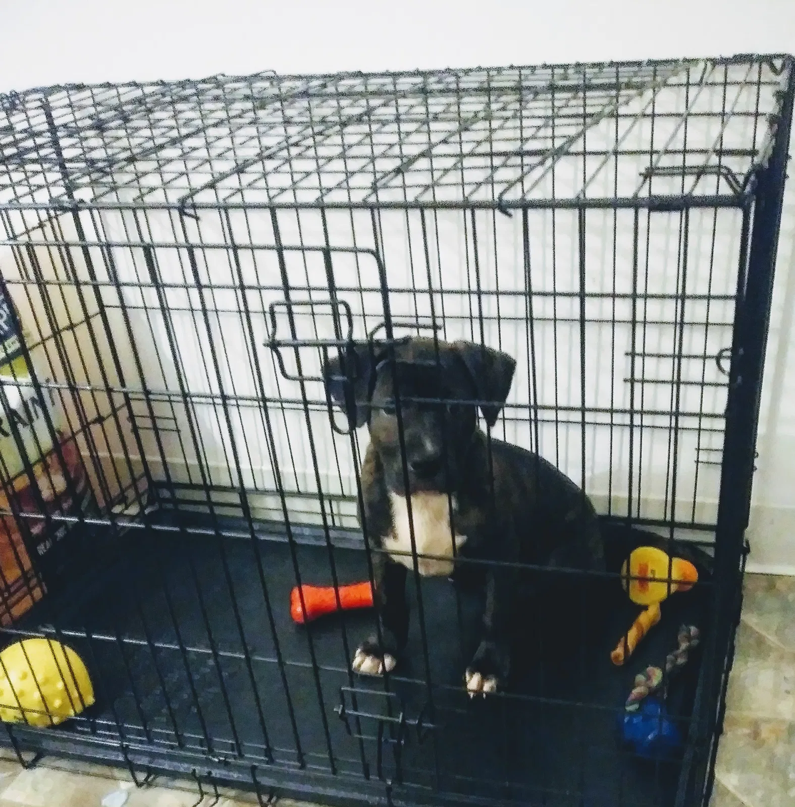 Lost dog in Pittsburgh, PA, 15206