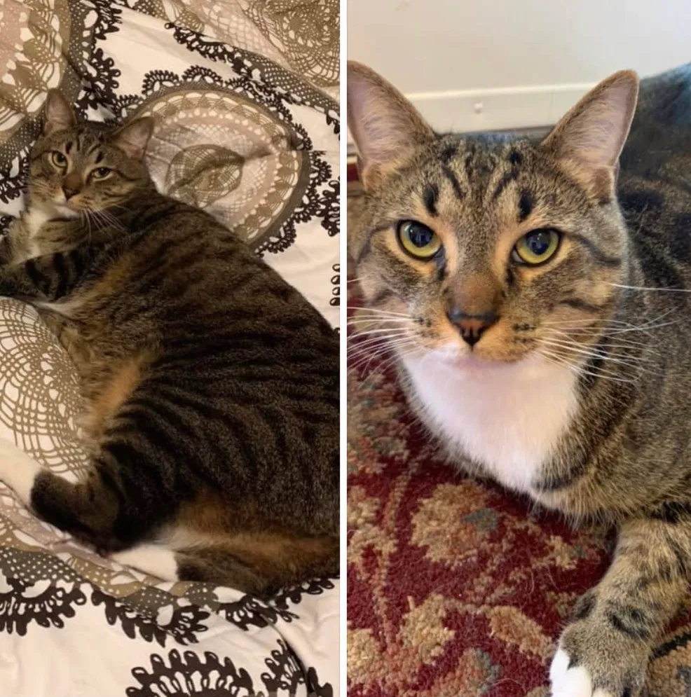 Lost cat in Denver, CO, 80202