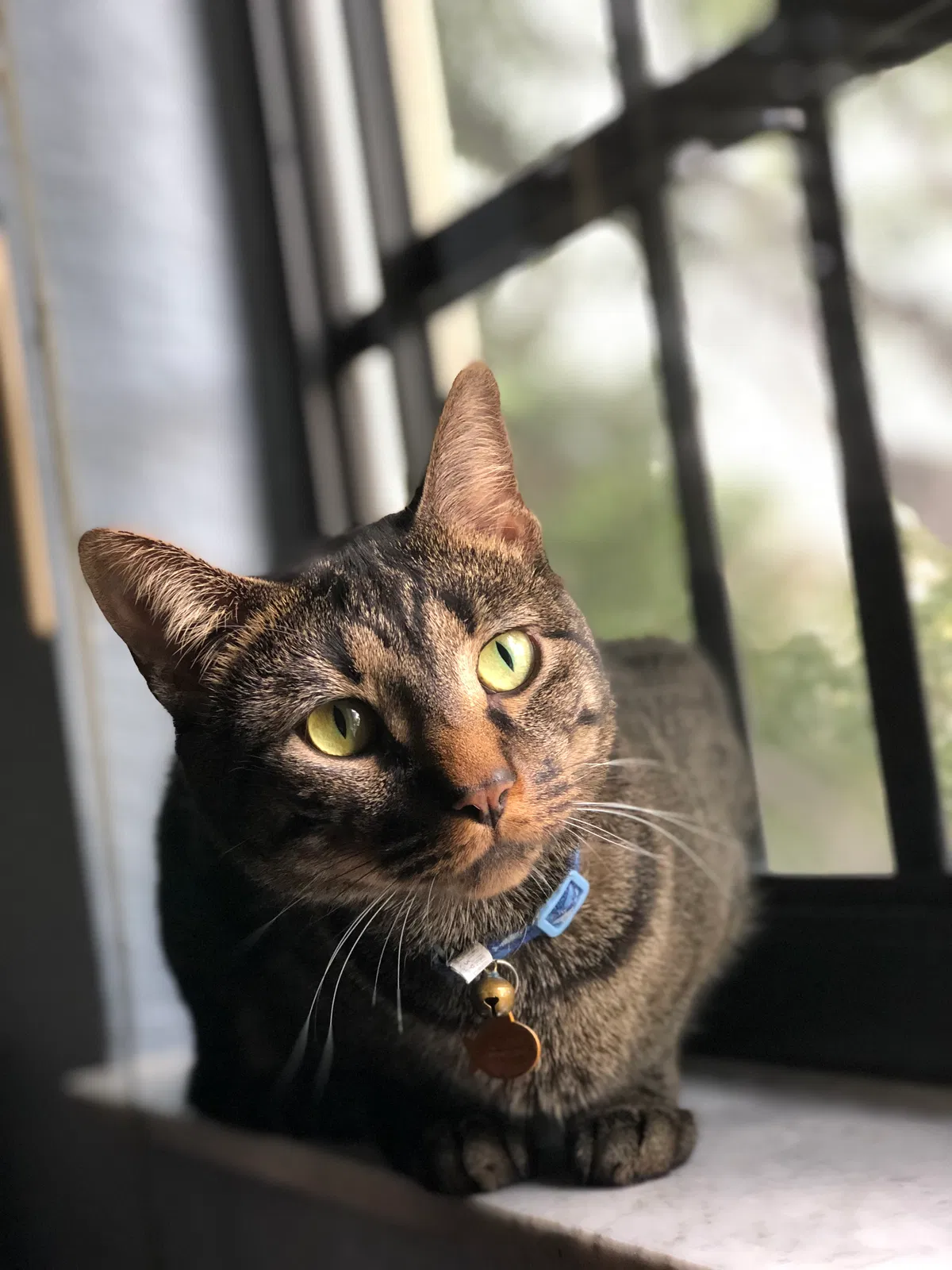 Lost cat in Fort Lauderdale, FL, 33332