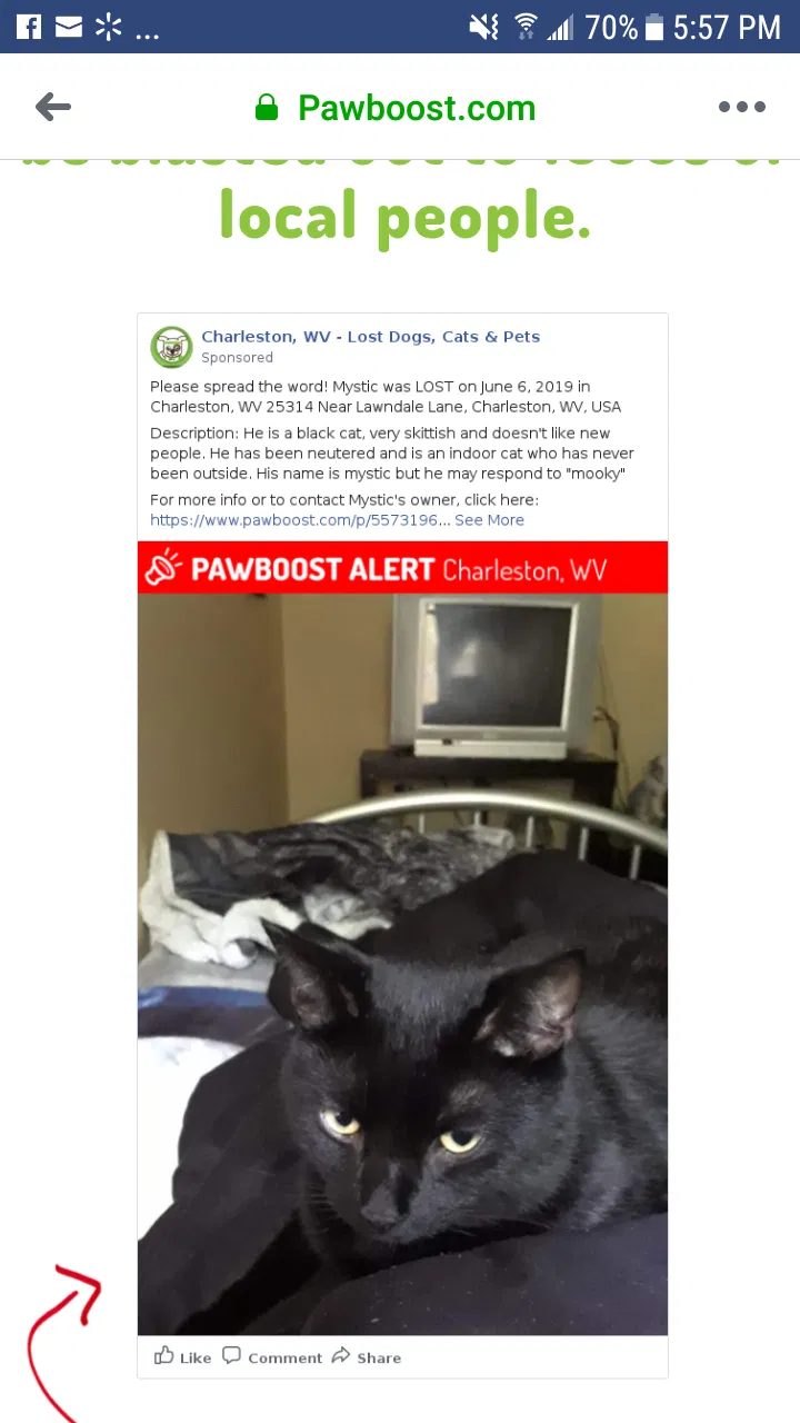 Lost cat in Charleston, WV, 25314
