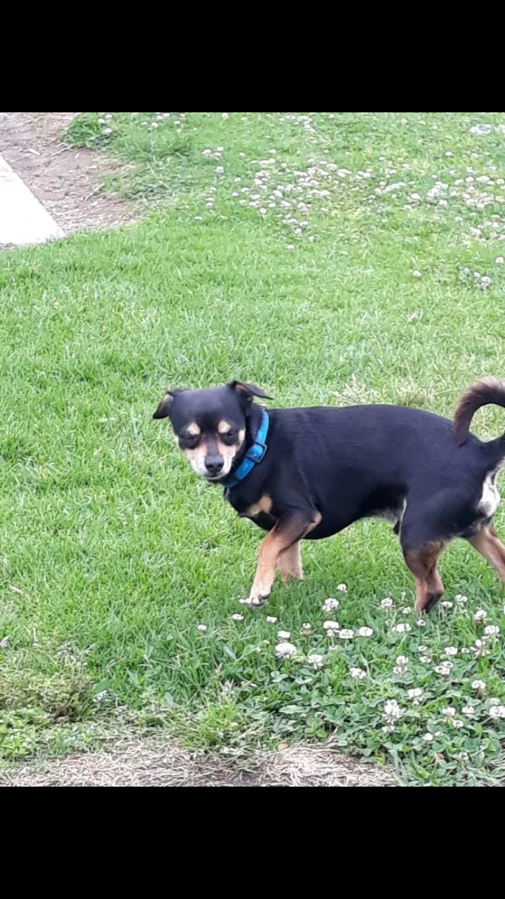 Lost dog in Sun Valley, CA, 91352