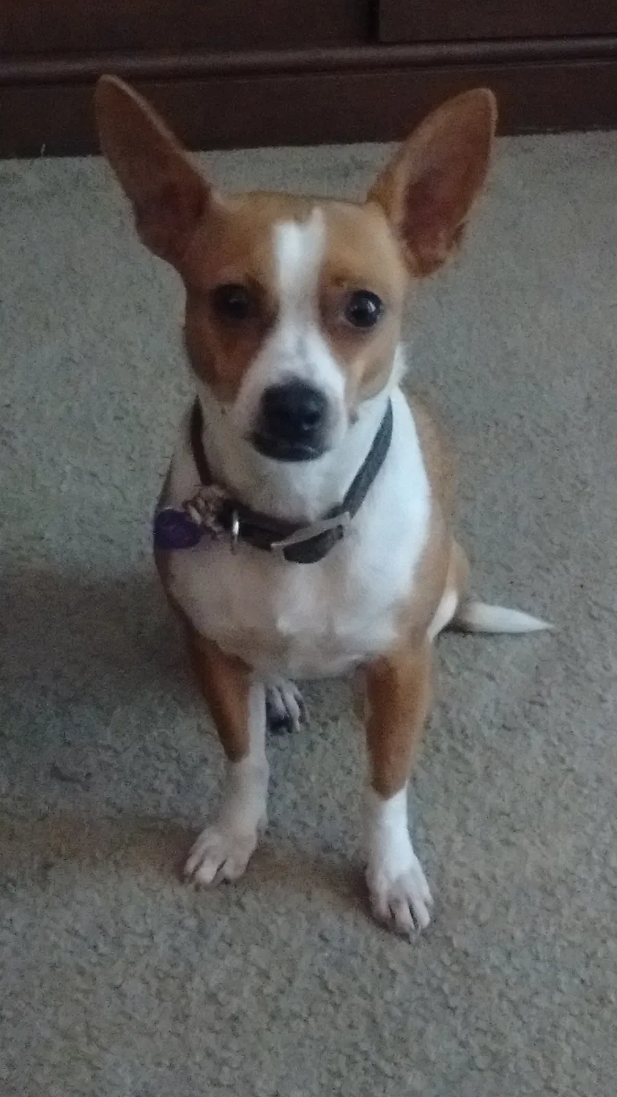 Lost dog in Mount Juliet, TN, 37122