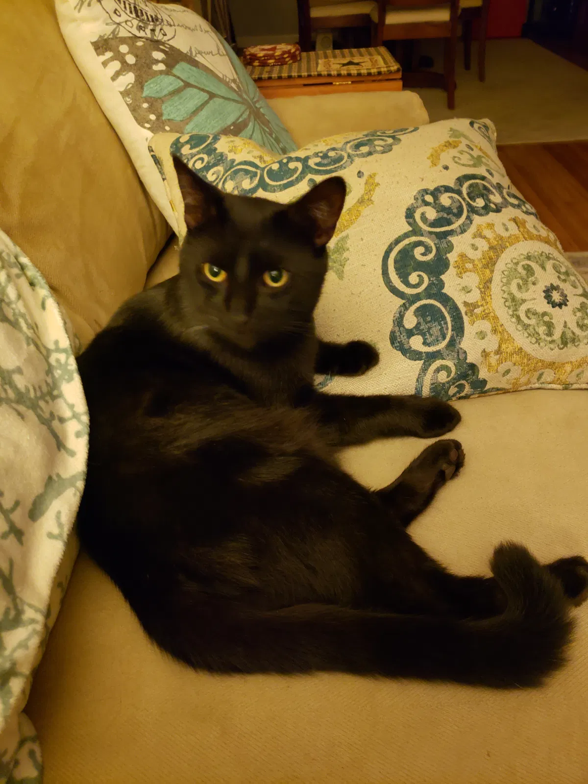 Lost cat in Buffalo, NY, 14224