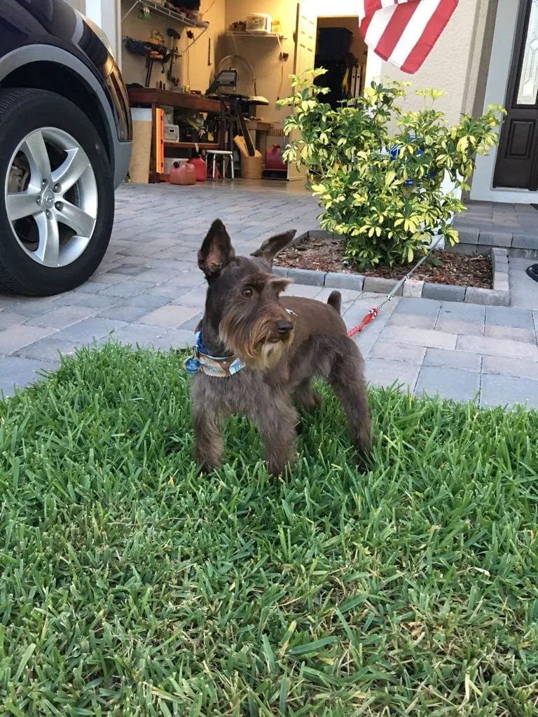 Lost dog in Kissimmee, FL, 34743