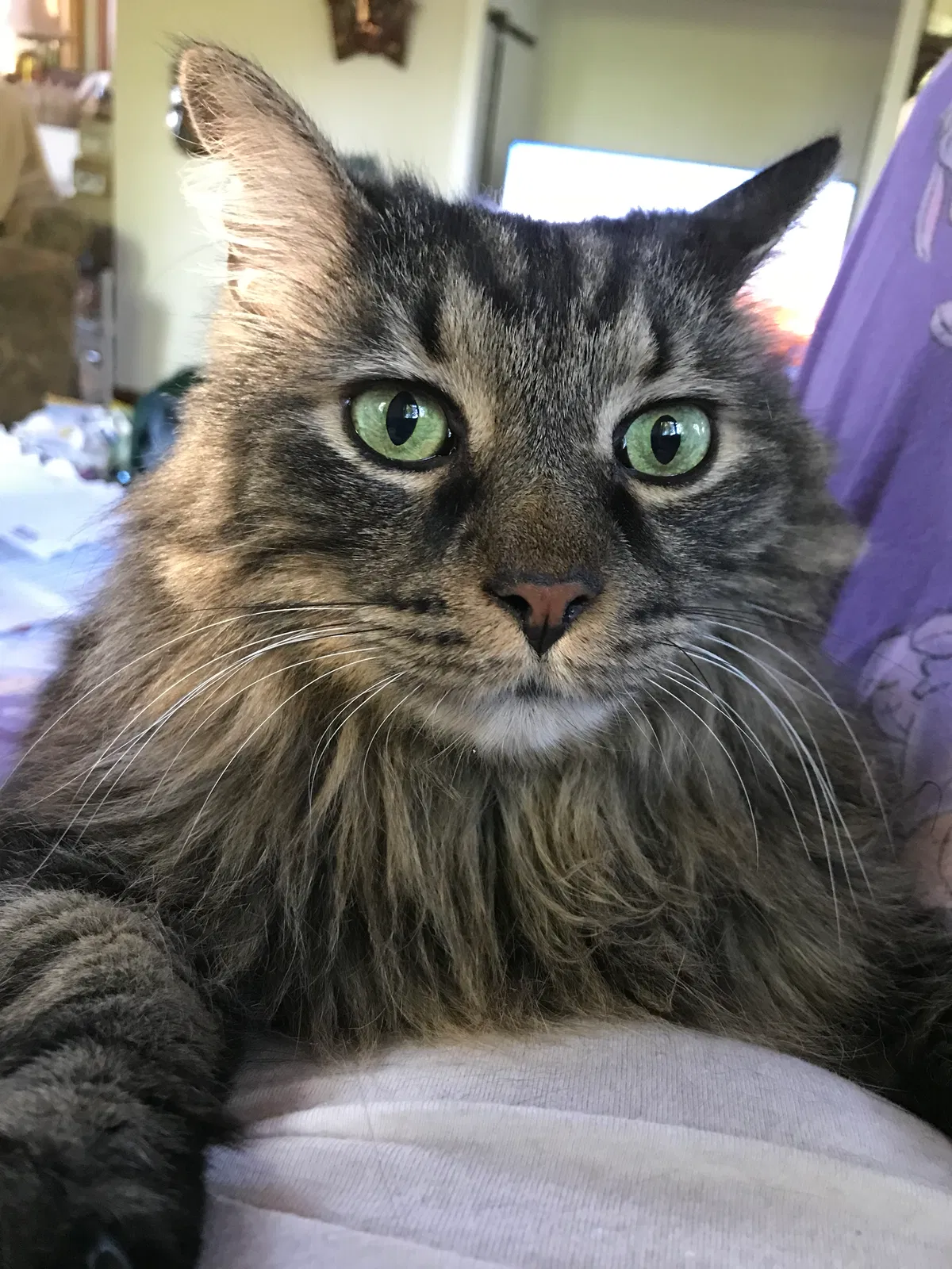 Lost cat in Mooresville, NC, 28117