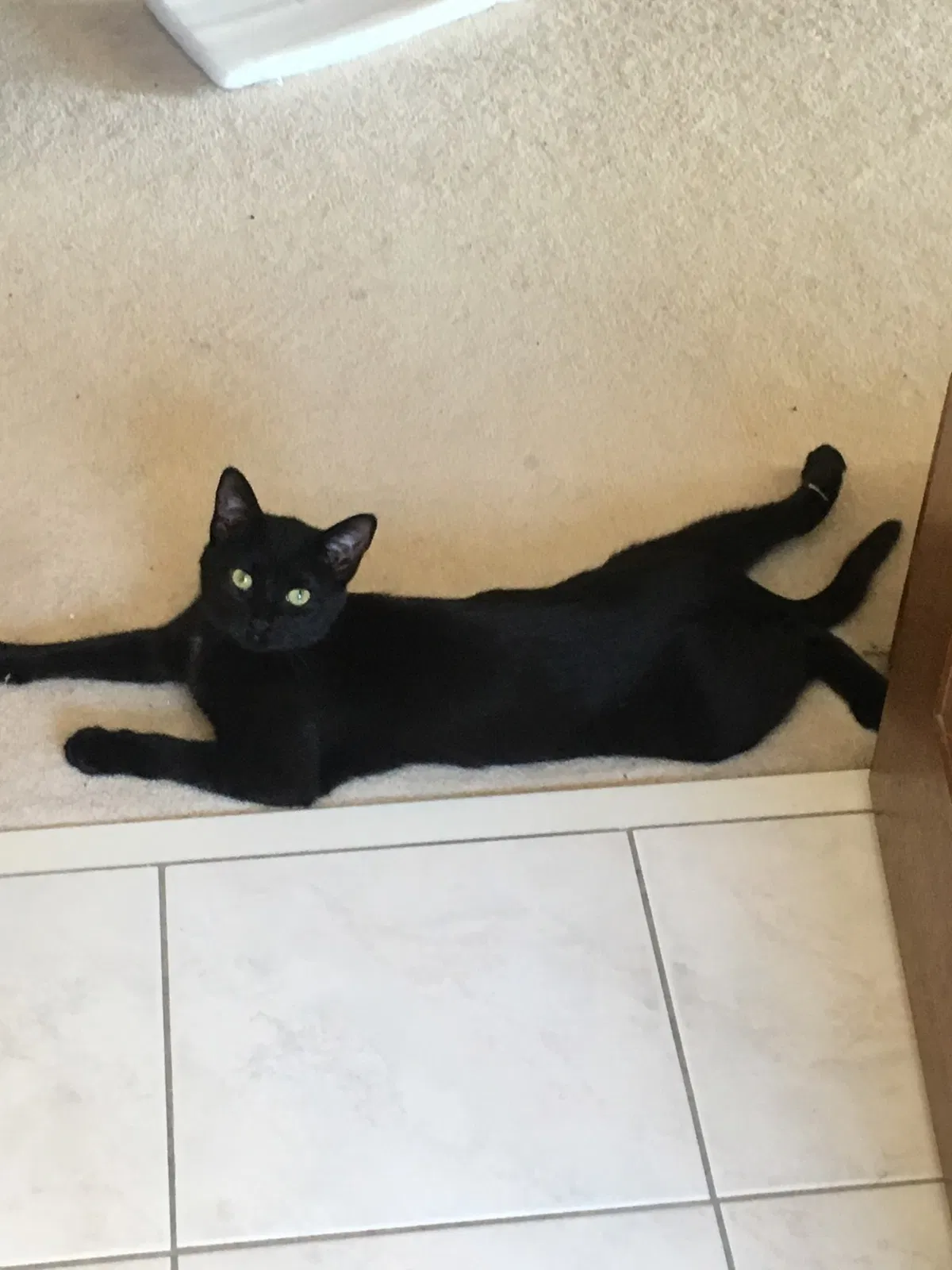 Lost cat in Hastings, MN, 55033