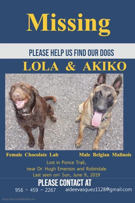 Lost dog in Brownsville, TX, 78526
