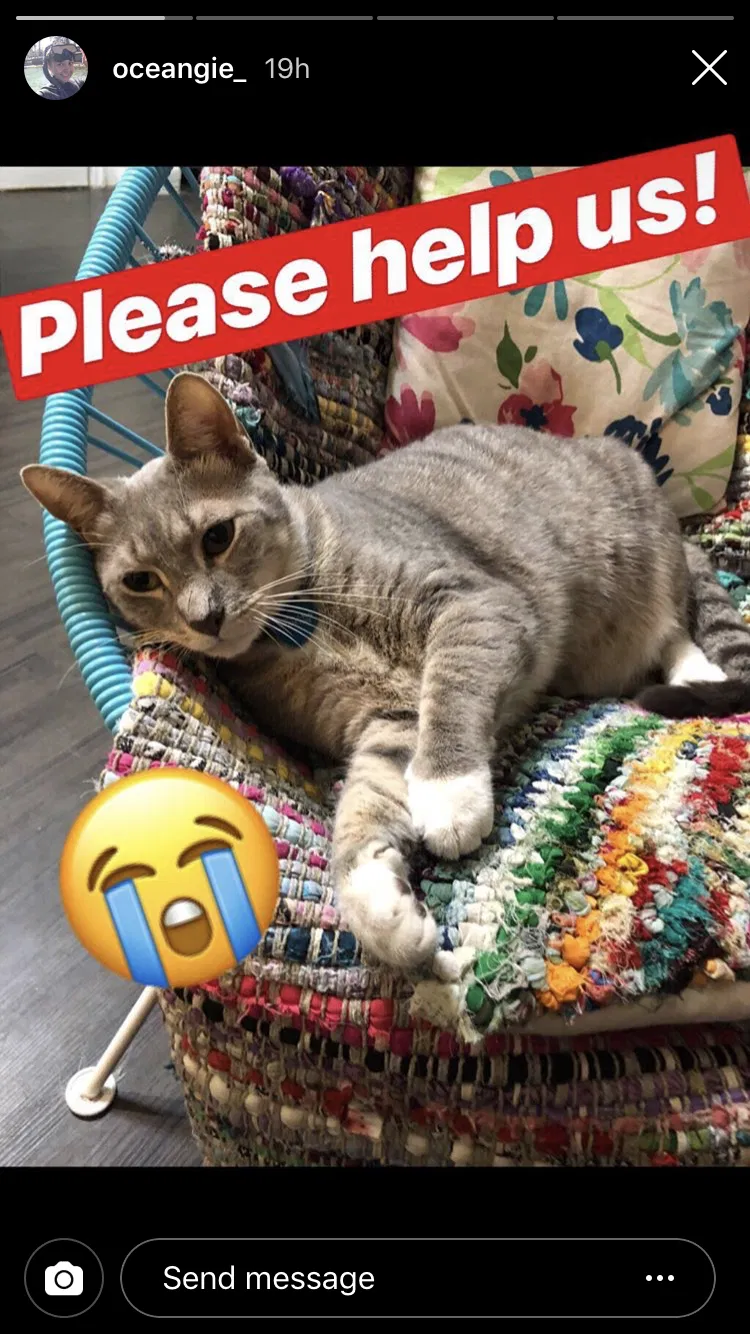 Lost cat in Miami, FL, 33138