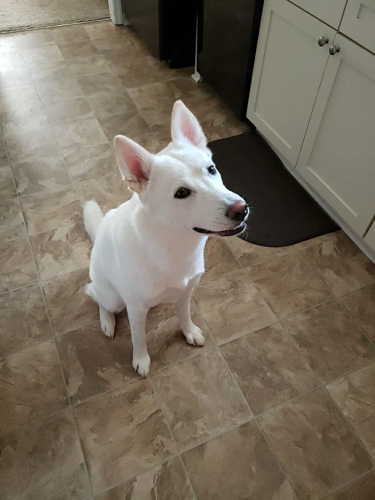 Lost dog in Jacksonville, NC, 28540
